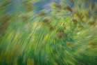 USA-Washington State-Seabeck Abstract of tansy plant Art Print